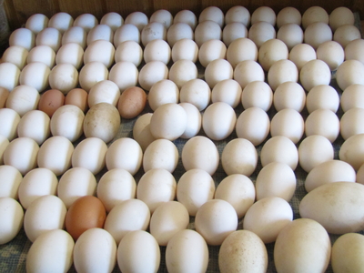В Ленобласти произвели более миллиарда яиц с начала года